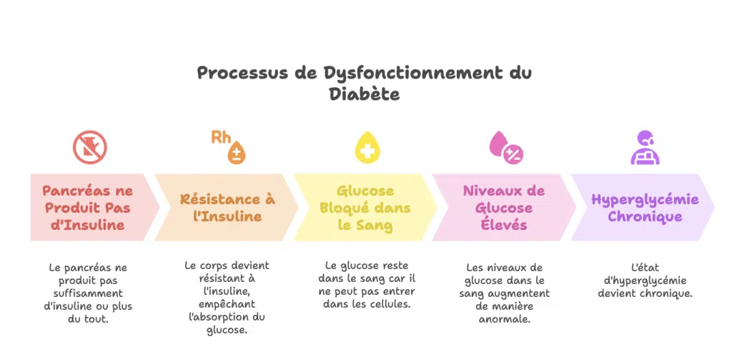 Étapes du dysfonctionnement du métabolisme du glucose chez les personnes diabétiques