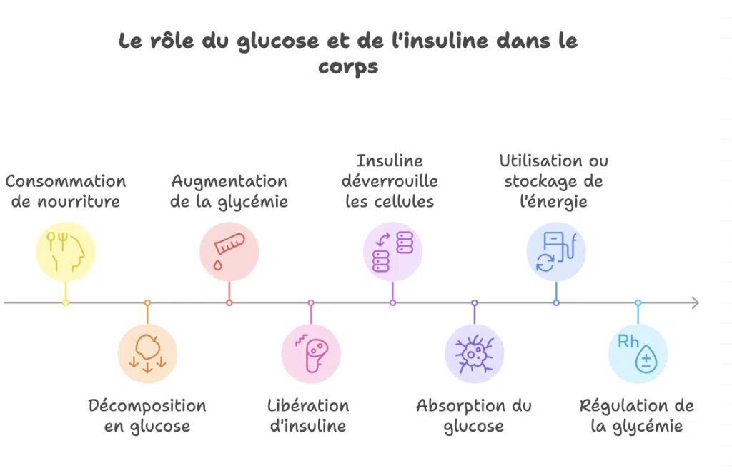 Étapes du rôle du glucose et de l'insuline dans la régulation de la glycémie après un repas